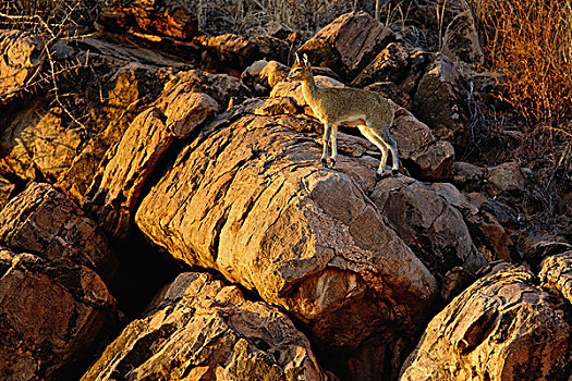 牛科动物,石头,日落,桑布鲁野生动物保护区,肯尼亚