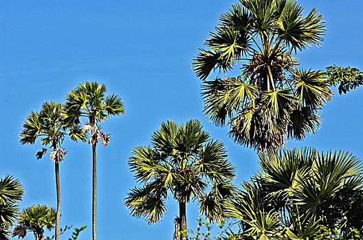 亚洲,扇椰子,棕榈树,科莫多国家公园,印度尼西亚,东南亚