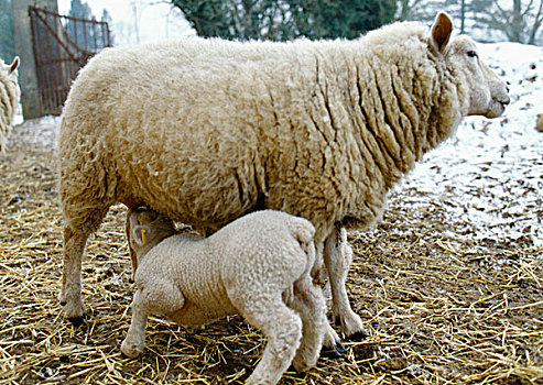 母亲,绵羊,喂食,羊羔