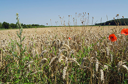 地点,小麦,罂粟,海拉陶,区域,巴伐利亚,德国,欧洲