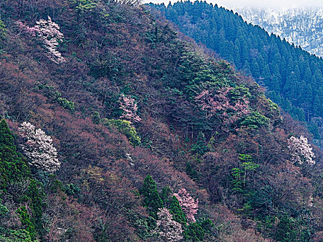 樱桃树,城镇,富山