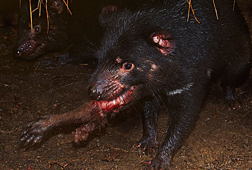 袋獾,块,畜体,塔斯马尼亚,澳大利亚