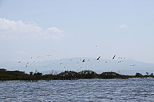 肯尼亚非洲水鸟群