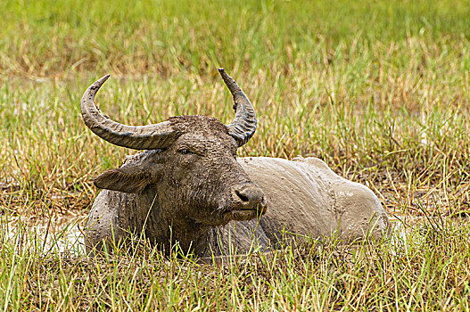 亚洲,水牛,野生,国家公园,斯里兰卡