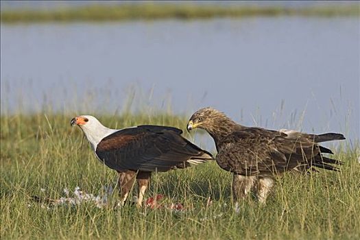 非洲鱼鹰,吼海雕,喂食,茶隼,站立,纳库鲁湖国家公园,肯尼亚