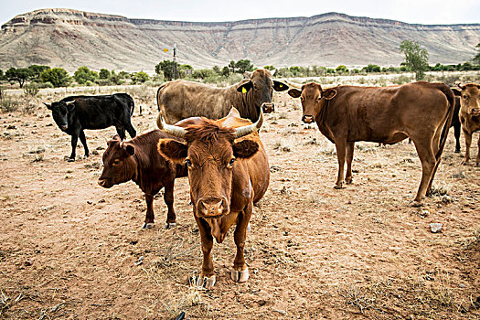 菜牛,地点,纳米比亚