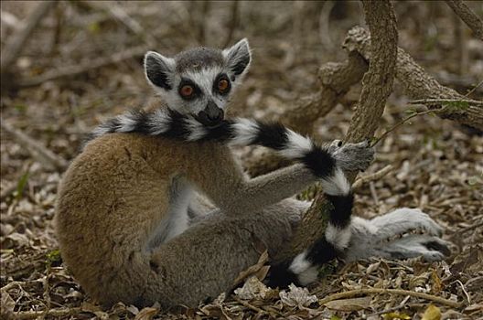 节尾狐猴,狐猴,坐,林中地面,脆弱,特别,西南部,马达加斯加
