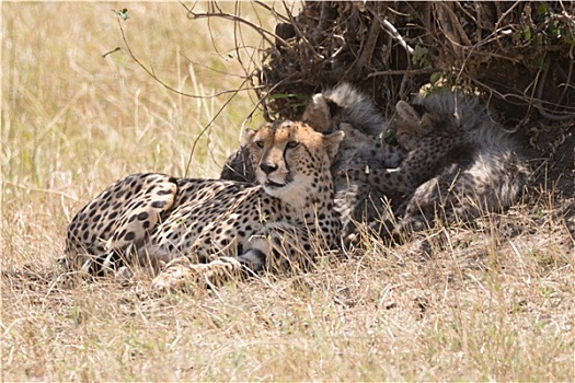 雌性,印度豹,看,远景,旁侧,幼兽