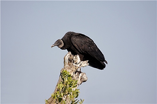 栖息,黑美洲鹫