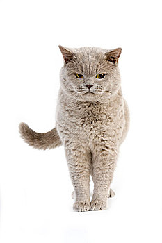 丁香,英国短毛猫,家猫,雄性,站立,白色背景