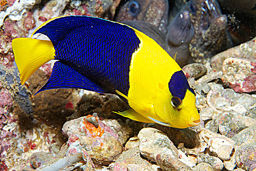蓝色,金色,刺蝶鱼,双色,安汶,印度尼西亚