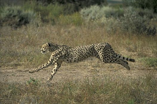 印度豹,猎豹,成年,跑,南非
