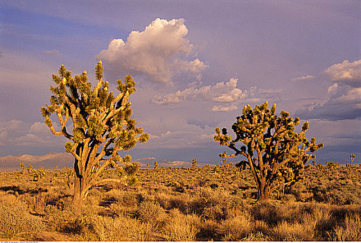 约书亚树,莫哈维沙漠,加利福尼亚,美国