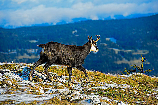 岩羚羊,臆羚,冬天,外套,朱拉,沃州,瑞士,欧洲