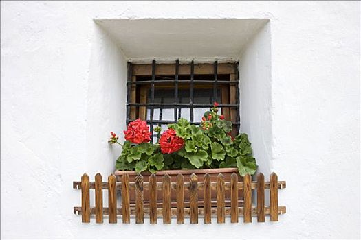 天竺葵,窗台花箱,农舍,意大利,欧洲