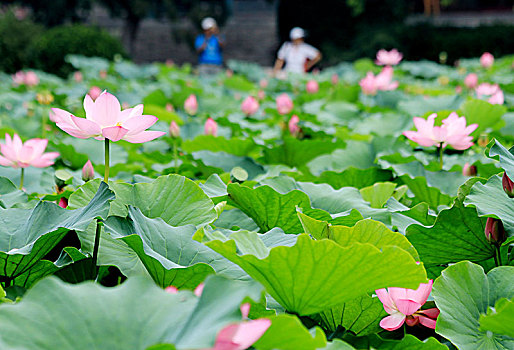 河北保定古莲池书院,荷塘夏日美景