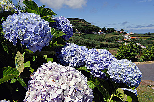 八仙花属,岛屿,亚速尔群岛,葡萄牙