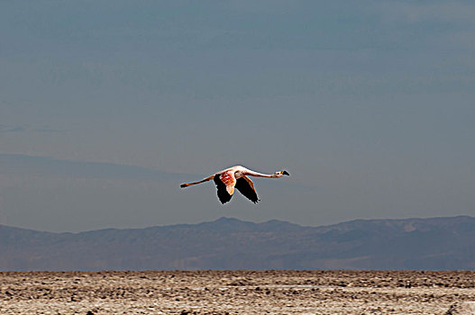 智利红鹤,泻湖,盐湖,阿塔卡马沙漠,智利