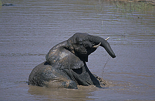 非洲象,幼兽,沐浴,河,公园,肯尼亚