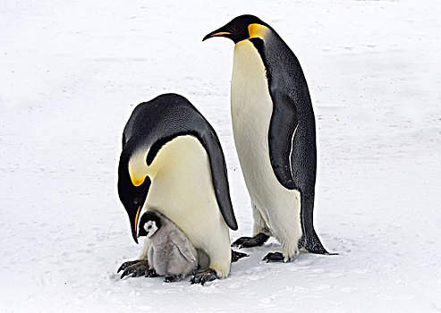 帝企鹅,成年,幼禽,南极