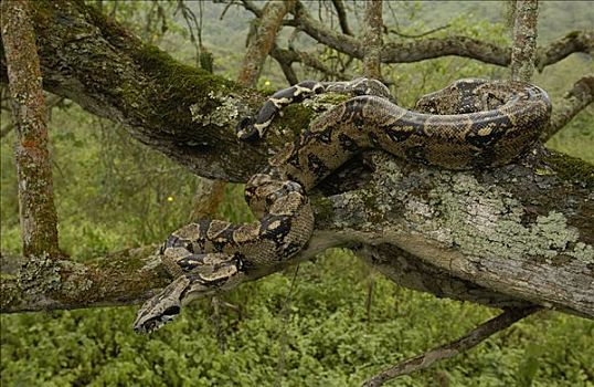 大蟒蛇,保护色,树上,国家公园,厄瓜多尔,南美