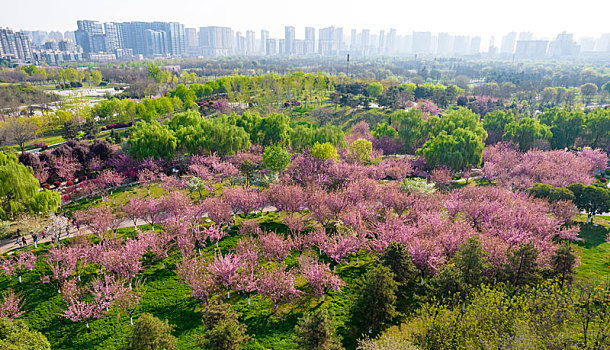 大明宫春景