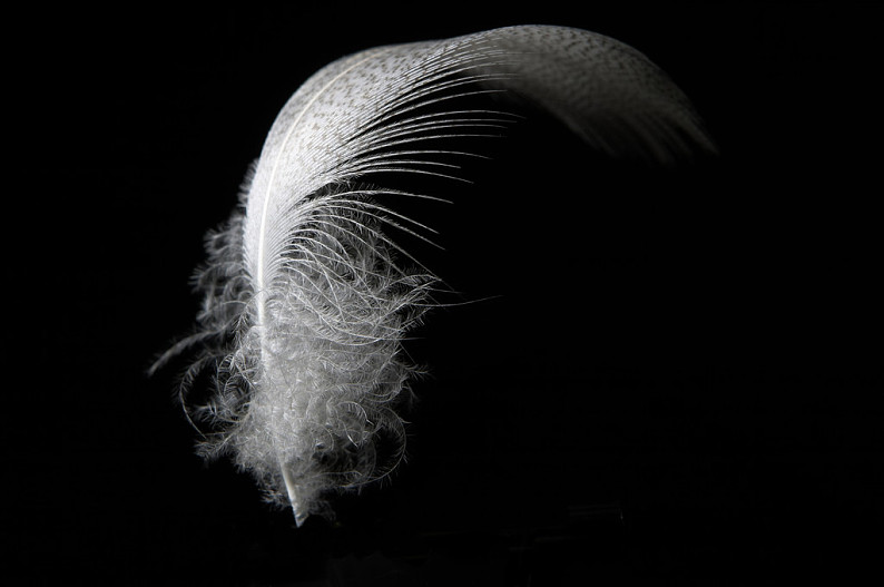 羽毛图片_羽毛高清图片_全景视觉