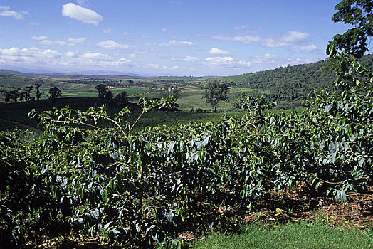 坦桑尼亚,靠近,阿鲁沙,咖啡种植园