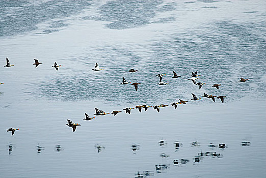 楚科奇海,岸边,手推车,阿拉斯加,国王,绒鸭,鸭子,飞行,上方,领着,浮冰,春天,迁徙