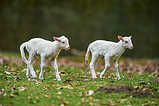 头像,两个,羊羔,绵羊,牧场,春天,野生园,下萨克森,德国