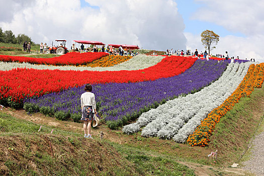 日本北海道美瑛町花田