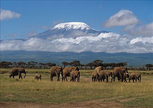 肯尼亚,安伯塞利国家公园,公园,大象,背影