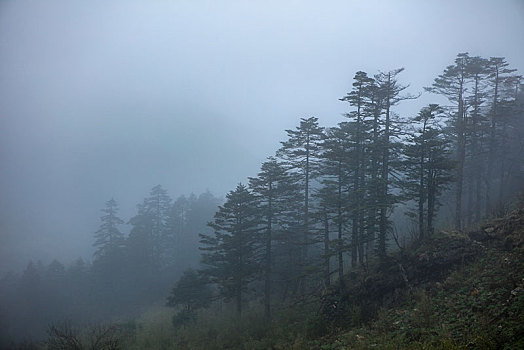 神农架,神农顶,风景,景点,旅游,高山,瀑布,河流,神秘,树木,植被,石头,鄂西,云海,峡谷,壮观