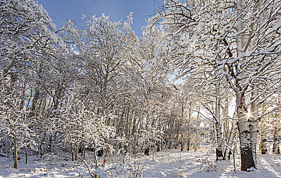 清新,下雪,秋天,颤杨,树,冰川国家公园,蒙大拿,美国