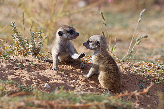 猫鼬,细尾獴属,两个,幼兽,雄性,对视,面对面,卡拉哈迪大羚羊国家公园,北开普,南非,非洲