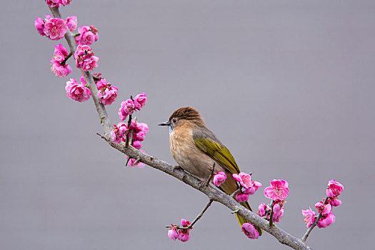 桃花上的绿翅短脚鹎鸟
