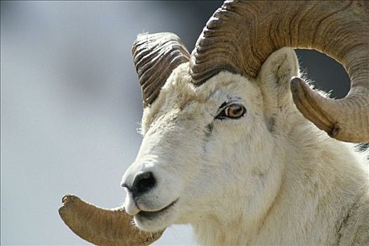 野大白羊,公羊,肖像,凶猛,河,峡谷,德纳里国家公园,阿拉斯加山脉