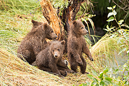 一之熊,幼兽,站立,三个,坐