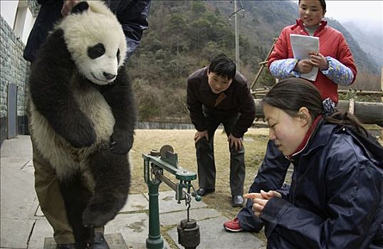 大熊猫,幼仔,研究人员,中国,研究中心,卧龙自然保护区
