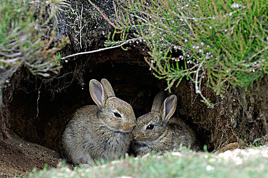 欧洲兔,兔豚鼠属,一对,入口,洞穴,费吕沃,国家公园,格尔德兰,荷兰