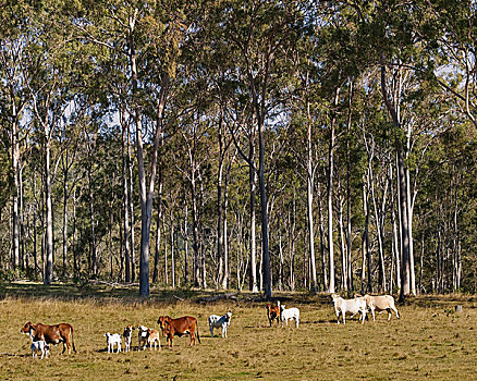 澳大利亚,自然,橡胶树,母牛