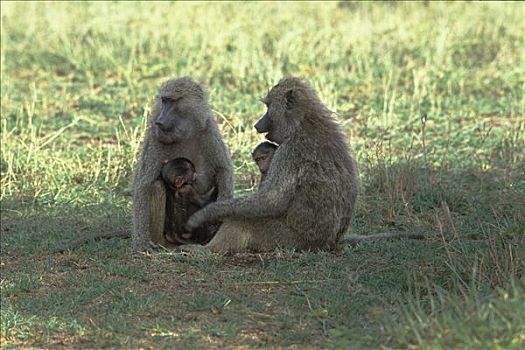 狒狒,婴儿,黄狒狒,坦桑尼亚
