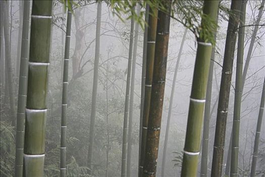 竹子,雾
