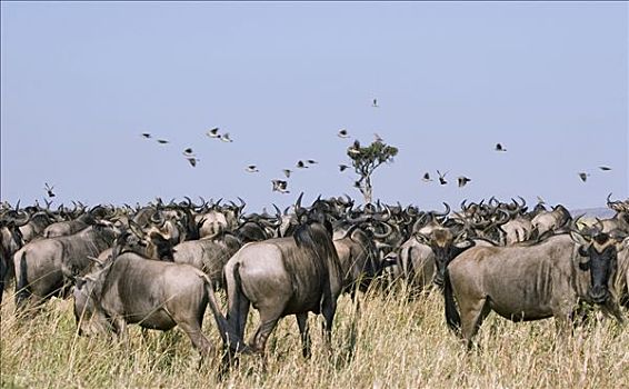 牧群,角马,鸟,马塞马拉野生动物保护区,肯尼亚
