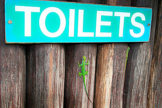 鲜明,绿蜥蜴,等待,转,使用,卫生间