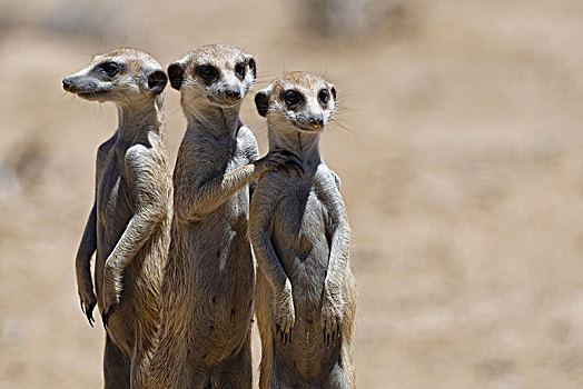 站立,猫鼬,细尾獴属,警戒,卡拉哈迪大羚羊国家公园,北开普,南非,非洲