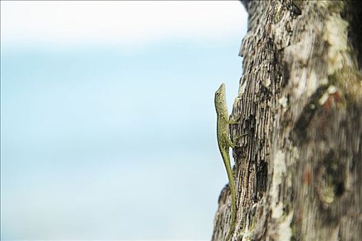 夏威夷,绿蜥蜴,树皮
