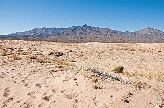 沙丘,莫哈维沙漠,国家,保存,加利福尼亚,美国