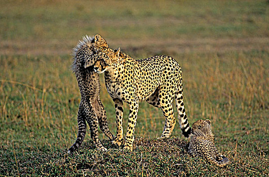 猎豹,幼兽,马赛马拉,肯尼亚