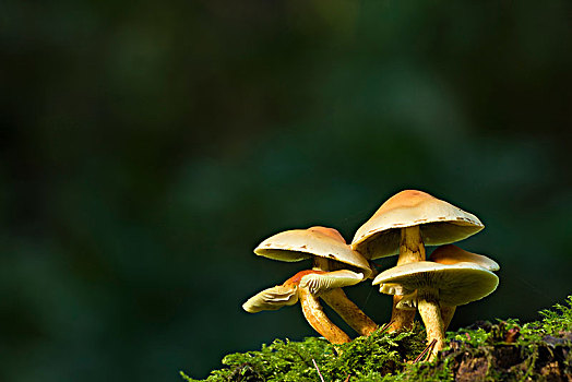 簇生垂幕菇,黄金菇,蘑菇,木头,山